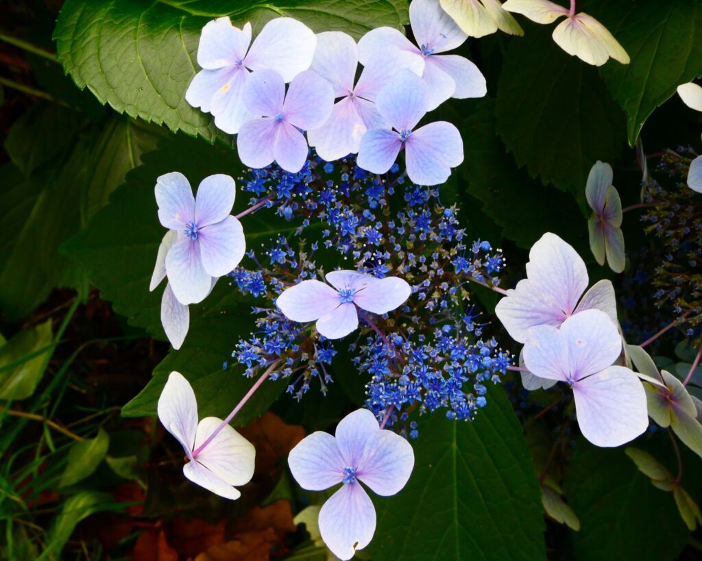 Lilac flowers close up