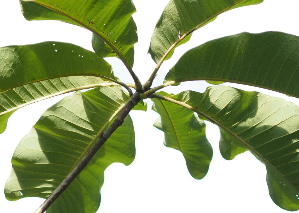 Banana tree 