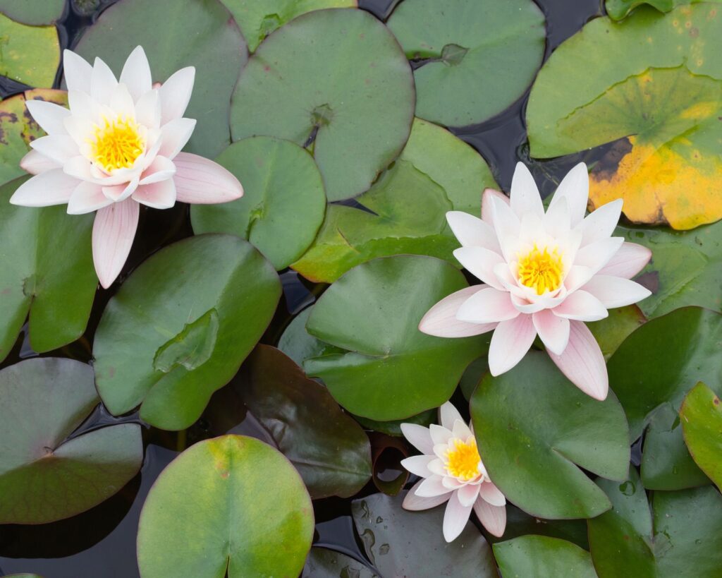 Pond lilies at Hellens