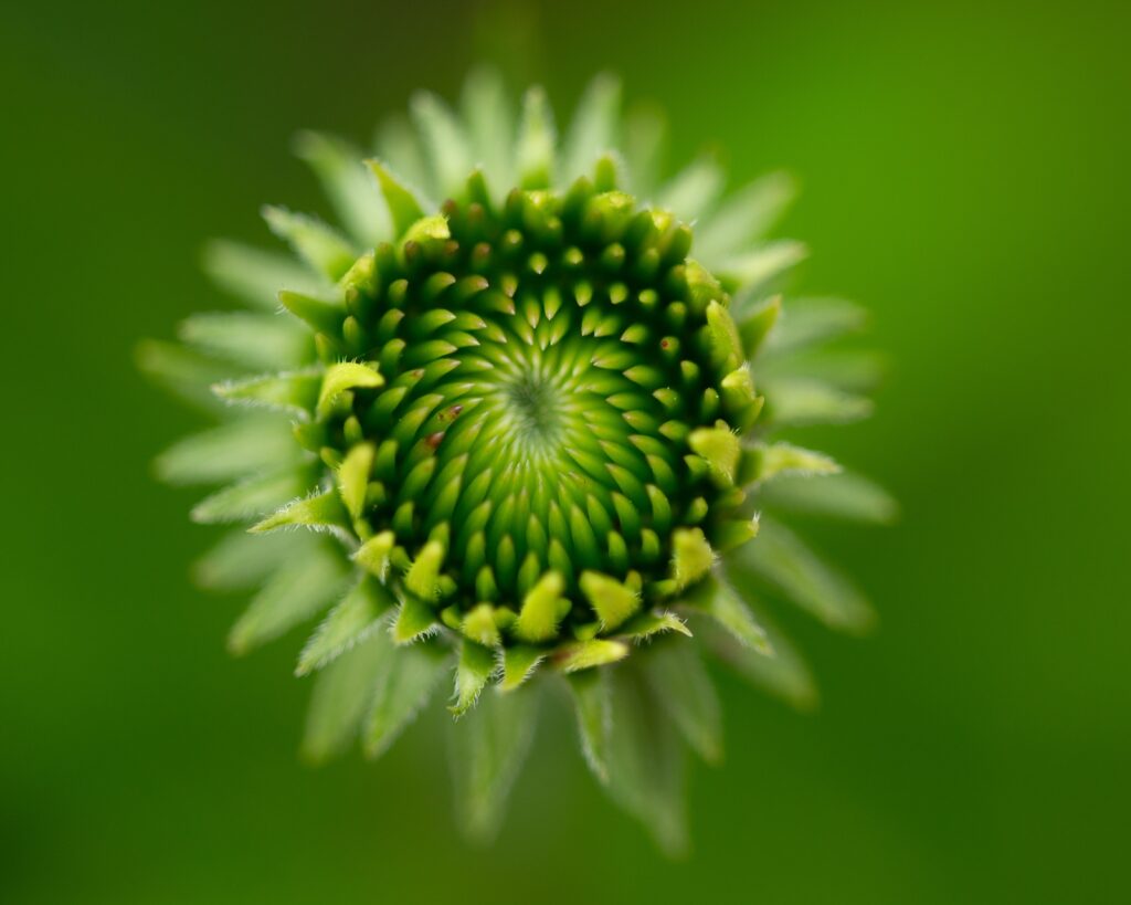 Close up of a green flower