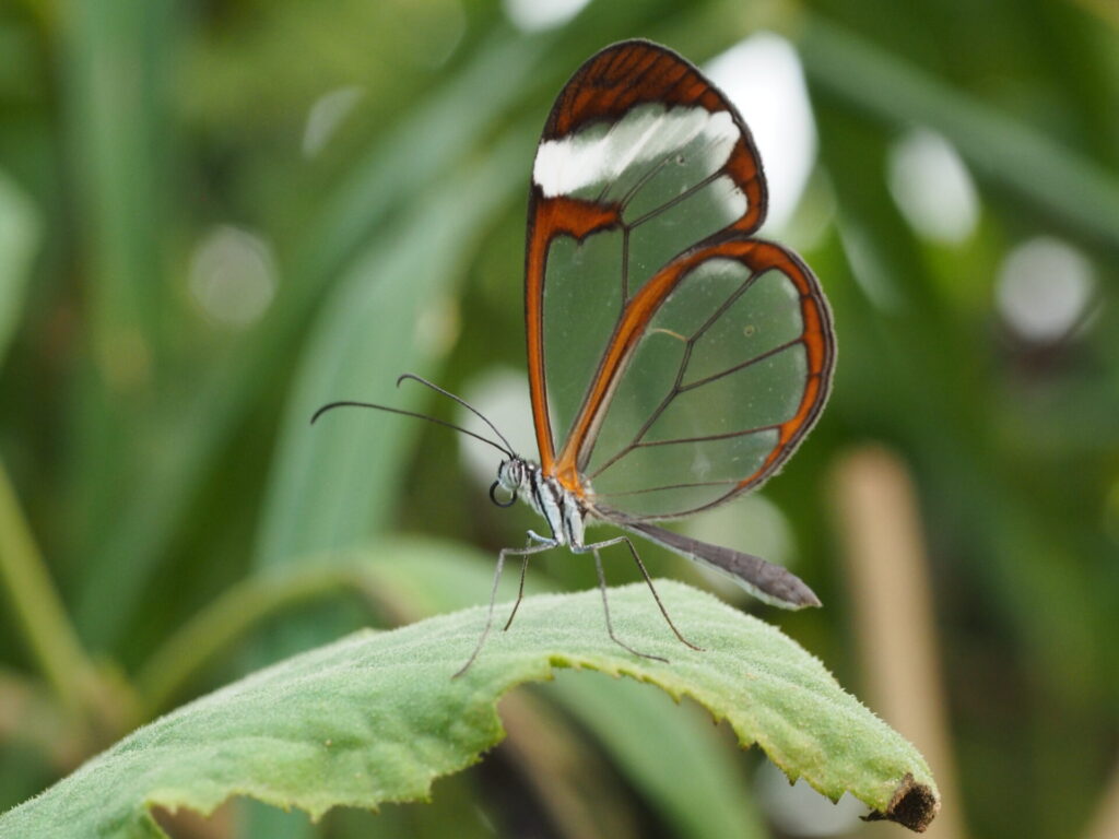 Glasswing butterfly resting on a leaf