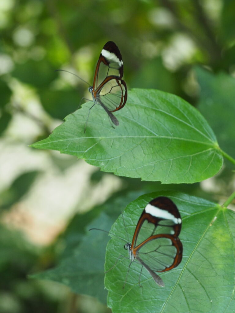 Two glasswing butterflies resting on leaves
