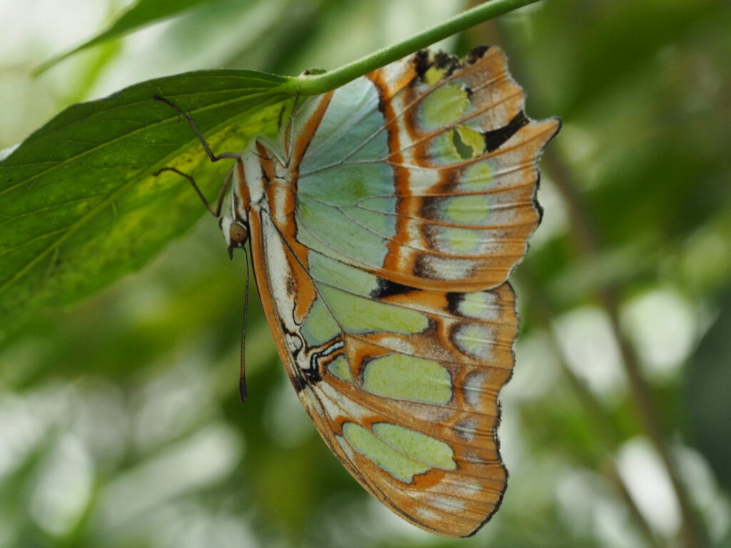 Emerald green butterfly hanging upside down from a leaf