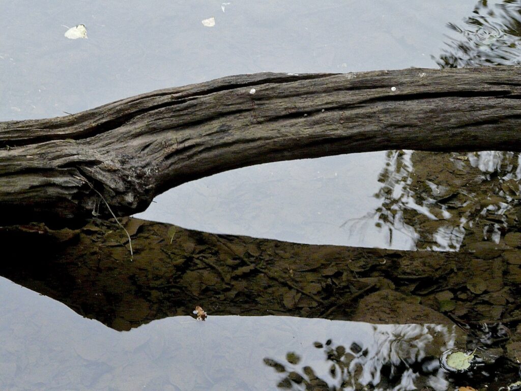 Branch reflected in pond