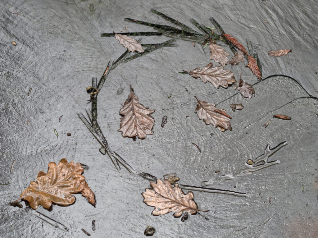 Cut log surface shining silver after the rain