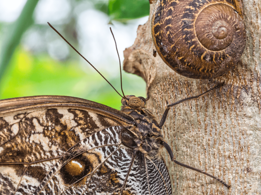 Closeup of brown butterfly next to brown snail shell