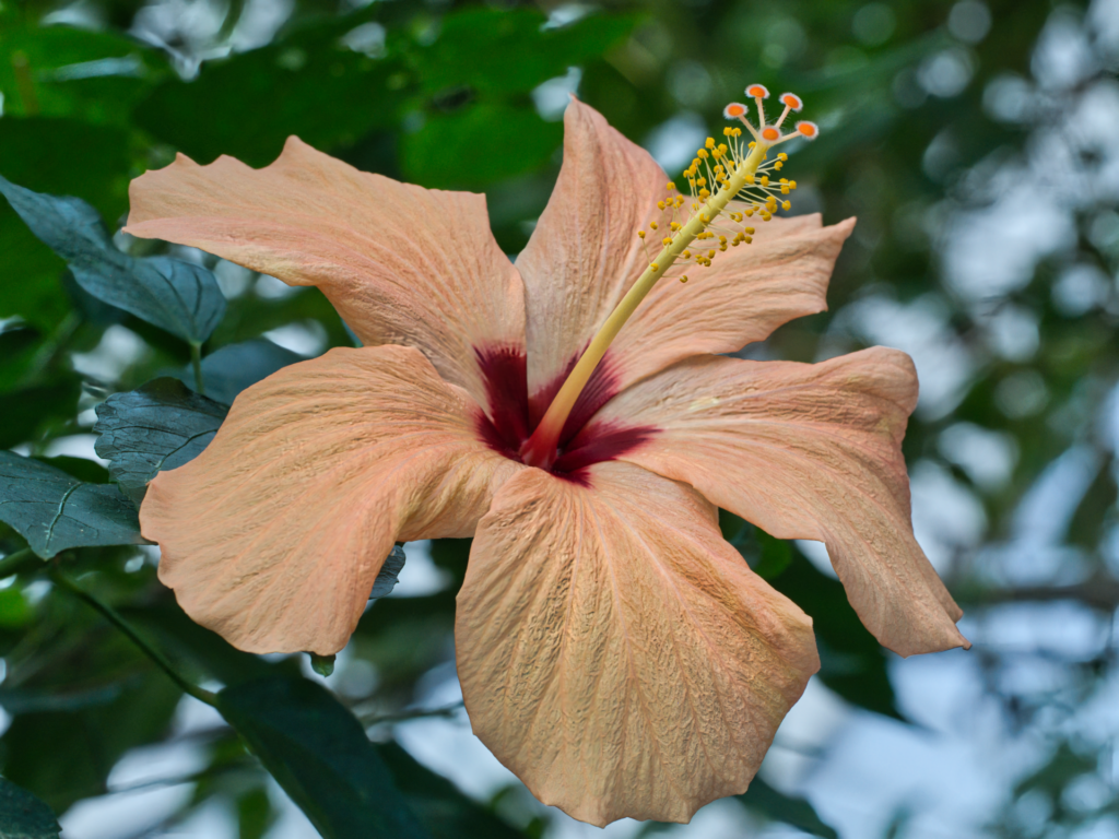 Giant peach-coloured flower