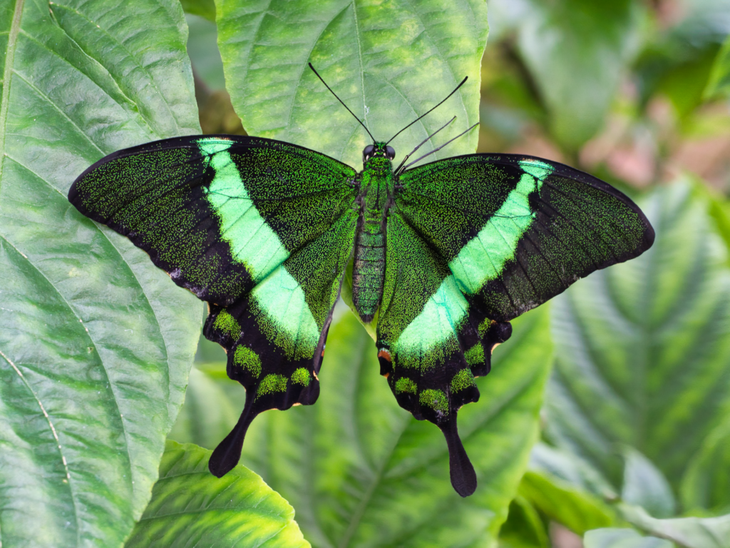 Open-winged green butterfly resting on a leaf