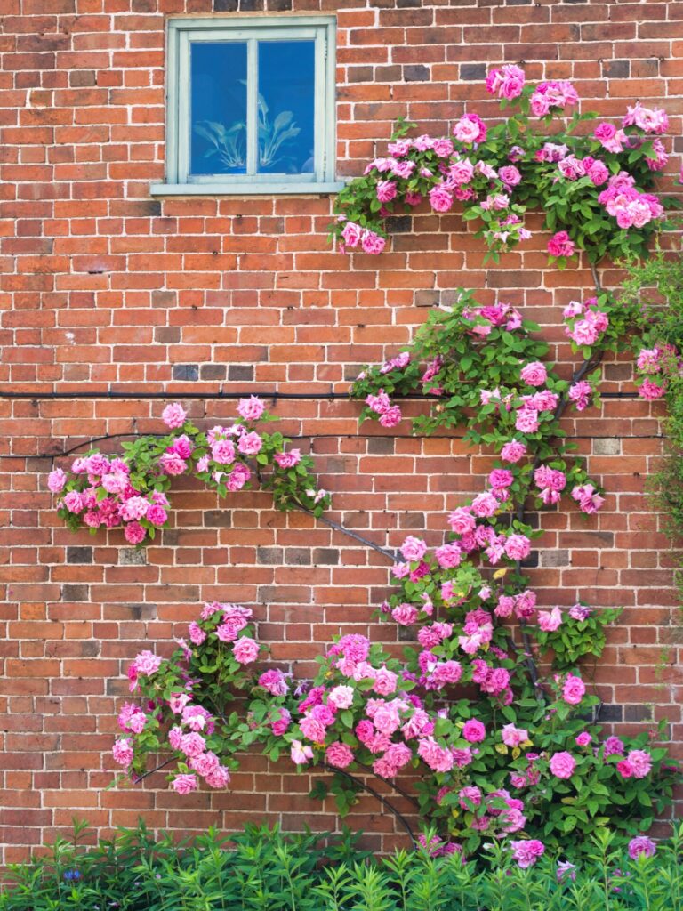 Pink roses trained against a brick wall