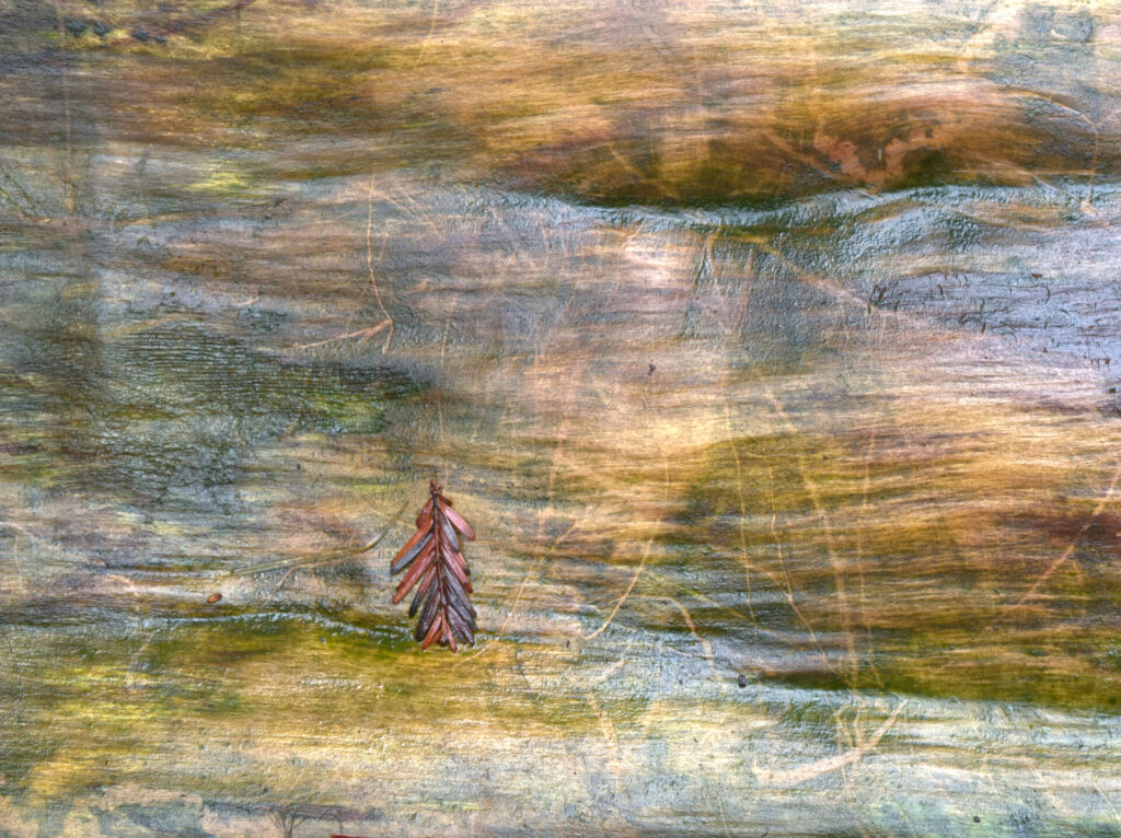 Cut log surface after the rain