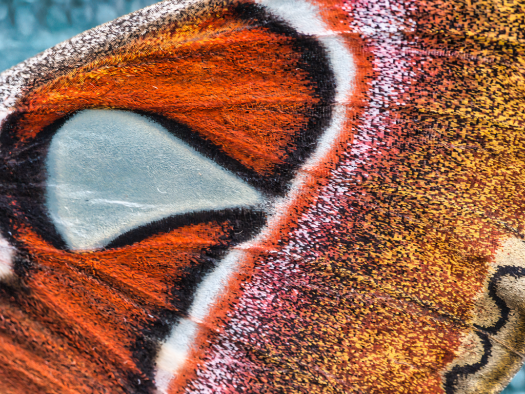 Macro shot of orange-brown butterfly wing